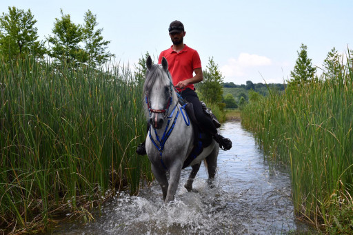 Equestrian Tour In Sapanca Halfday