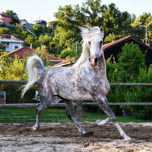 Kartepe At Pansiyonerliği 3 Ay