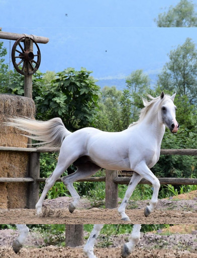 Kartepe At Pansiyonerliği 1 Ay