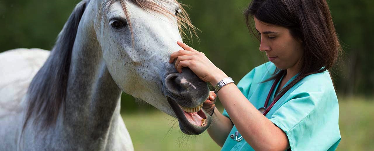 Cappavet At Veterinerliği Kliniği