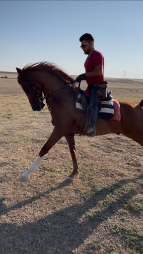 Ankara Beynam Ormanları At Turu