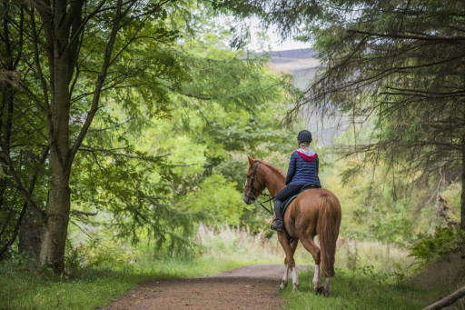 Horseback Riding in Beykoz Forets 60 MIN